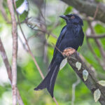 Príncipe form of Velvet-mantled Drongo (image by Pete Morris)