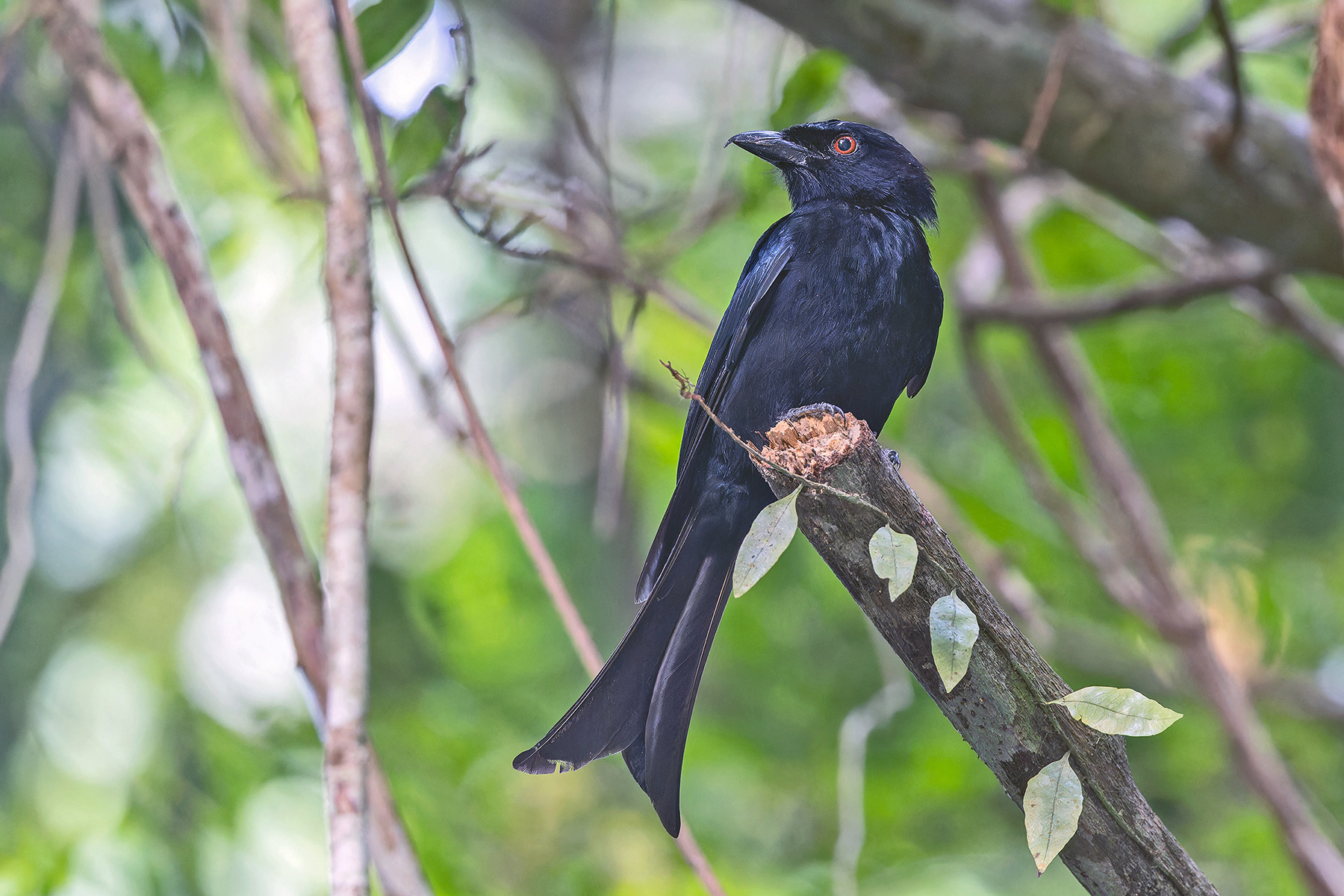 Príncipe form of Velvet-mantled Drongo (image by Pete Morris)