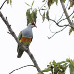 Wallace's Fruit Dove (image by Dáni Balla)
