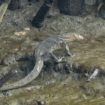 Water Monitor (image by Mark Beaman)
