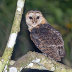 São Tomé form of Western Barn Owl (image by Pete Morris)