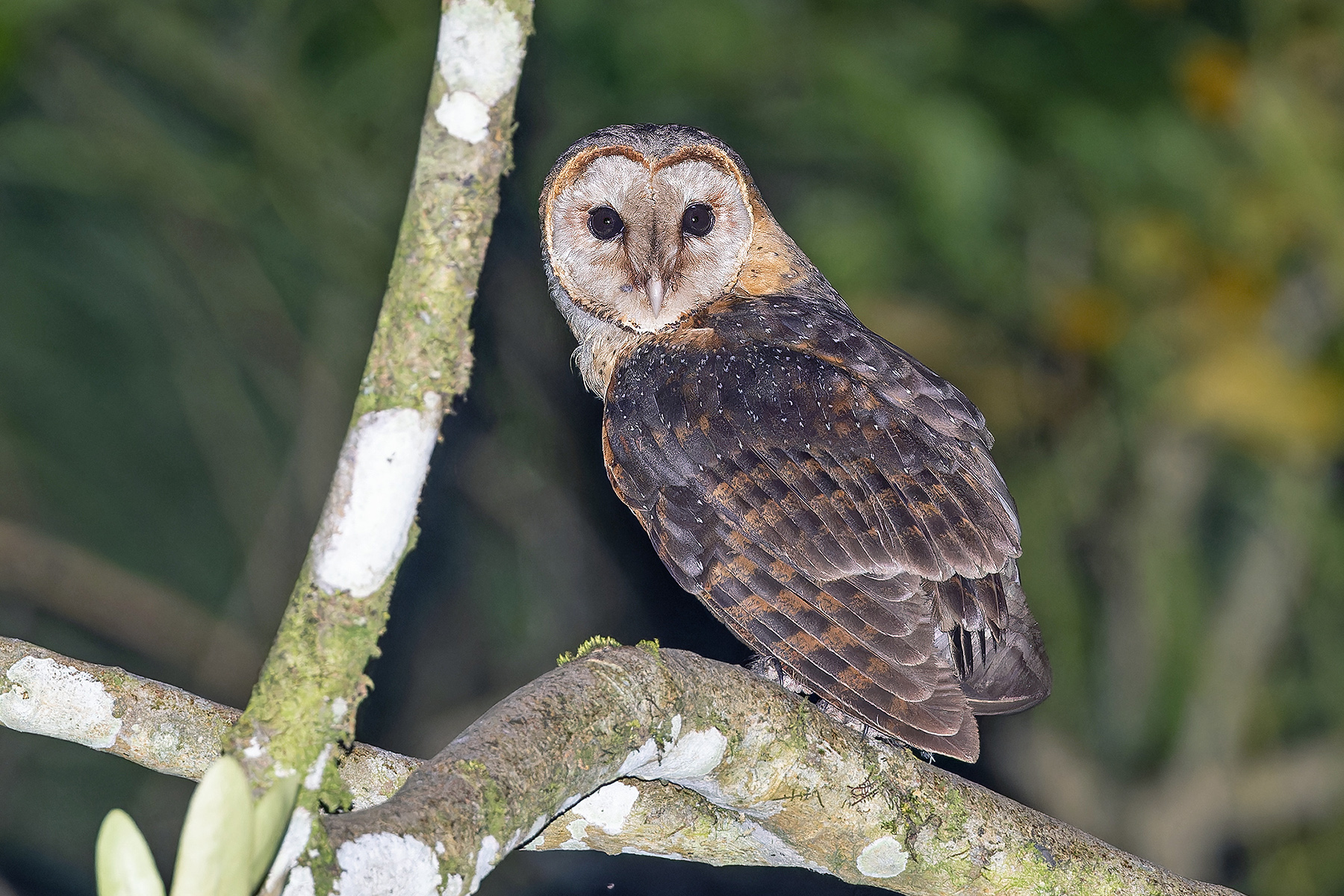 São Tomé form of Western Barn Owl (image by Pete Morris)