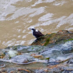 White-capped Dipper (image by Juan Carlos Calvachi)