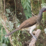 White-bellied Chachalaca (image by Mark Van Beirs)