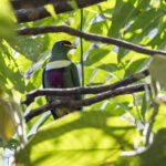 White-bibbed Fruit Dove (image by Dáni Balla)