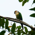 White-breasted Parakeet (image by Juan Carlos Calvachi)