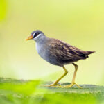 White-browed Crake (image by Einar Kongshaug)