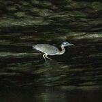 White-eared Night Heron (image by 2024 group member Martin Gottschling)