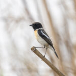White-tailed Stonechat (image by Mark Beaman)