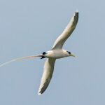 White-tailed Tropicbird (image by Pete Morris)