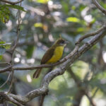 White-throated Bulbul (image by Mark Beaman)