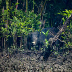 Wild Boar (image by Mark Beaman)