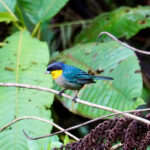 Yellow-throated Tanager (image by Juan Carlos Calvachi)