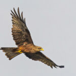 Yellow-billed Kite (image by Pete Morris)