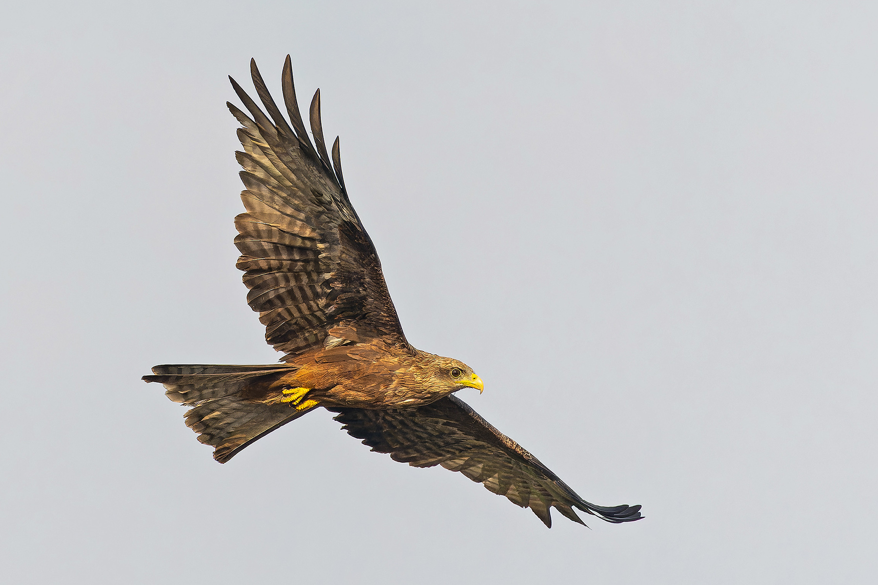Yellow-billed Kite (image by Pete Morris)
