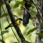 Yellow-throated Whistler (image by Dáni Balla)