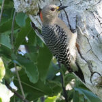 Yucatan Woodpecker (image by Mark Van Beirs)