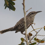 Yucatan Wren (image by Mark Van Beirs)