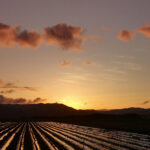 Arasaki at dawn (image by Dave Farrow)