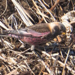 Asian Rosy Finch (image by Dave Farrow)