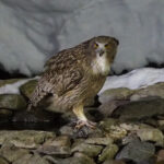 Blakiston's Fish Owl (image by Dave Farrow)