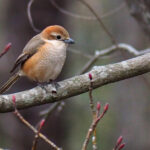 Bull-headed Shrike (image by Dave Farrow)