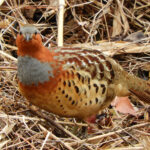 Chinese Bamboo Partridge (image by Dave Farrow)