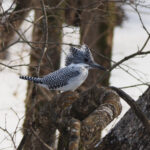 Crested Kingfisher (image by Dave Farrow)