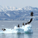 Eagles on an ice raft (image by Dave Farrow)