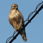 Eastern Buzzard (image by Dave Farrow)