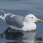 Glaucous-winged Gull (image by Dave Farrow)