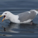 Glaucous-winged Gull (image by Dave Farrow)