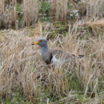 Grey-headed Lapwing (image by Dave Farrow)