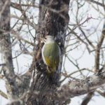Grey-headed Woodpecker (image by Dave Farrow)
