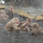 Japanese Macaques (image by Dave Farrow)