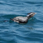 Japanese Murrelet (image by Dave Farrow)