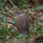 Japanese Night Heron (image by Dave Farrow)