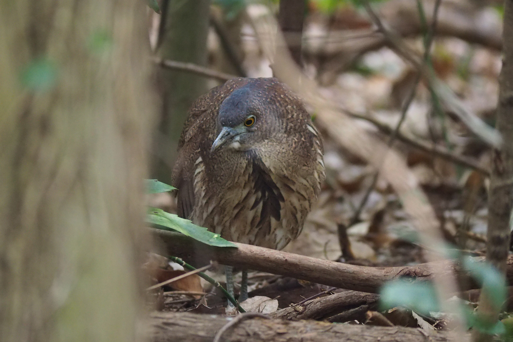 Japanese Night Heron (image by Dave Farrow)
