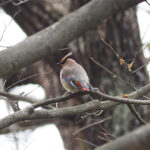 Japanese Waxwing (image by Dave Farrow)