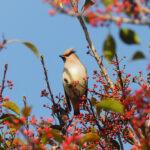 Japanese Waxwing (image by Dave Farrow)