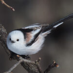 Long-tailed Tit (image by Dave Farrow)