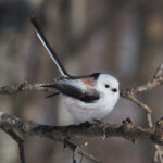 Long-tailed Tit (image by Dave Farrow)