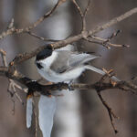 Marsh Tit (image by Dave Farrow)