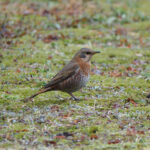 Naumann's Thrush (image by Dave Farrow)