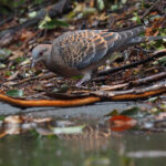 Oriental Turtle Dove (image by Dave Farrow)