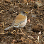 Pale Thrush (image by Dave Farrow)