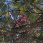 Pallas's Rosefinch (image by Dave Farrow)