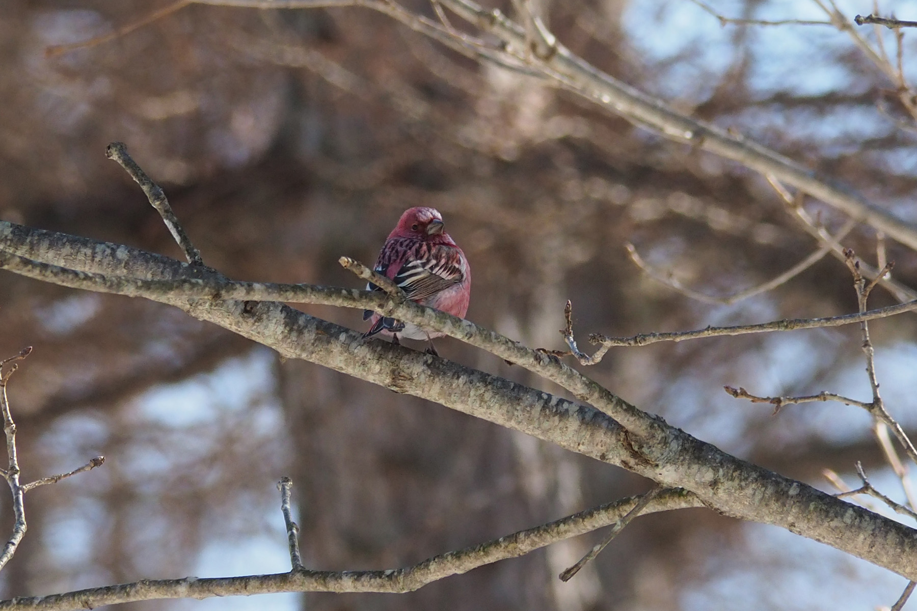 Pallas's Rosefinch (image by Dave Farrow)