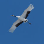 Red-crowned Cranes (image by Dave Farrow)