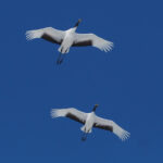 Red-crowned Cranes (image by Dave Farrow)